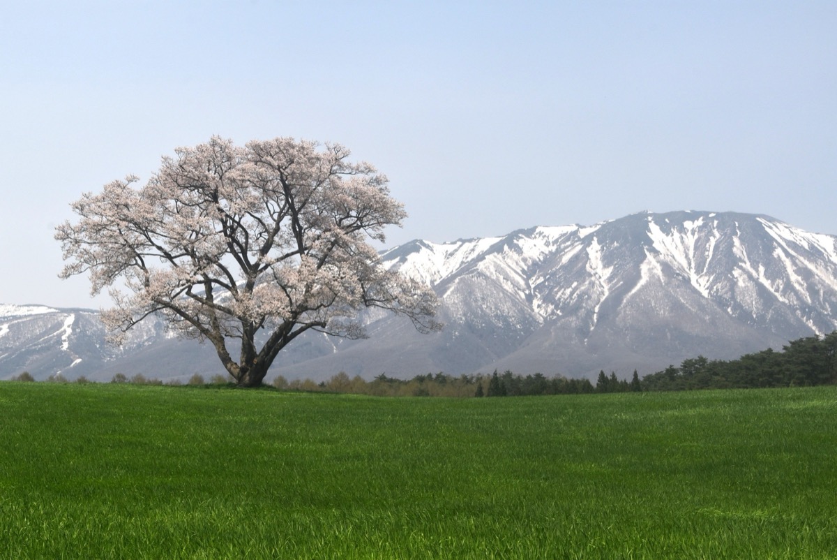 Cherry tree and Mt. Iwate in spring